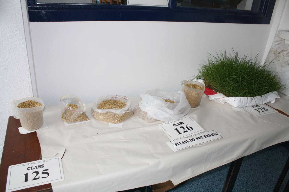 ../Images/Horticultural Show in Bunclody 2014--21.jpg